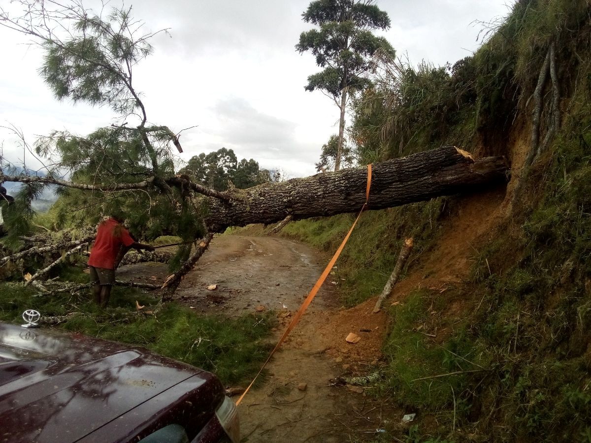 Tree_across_road.jpg